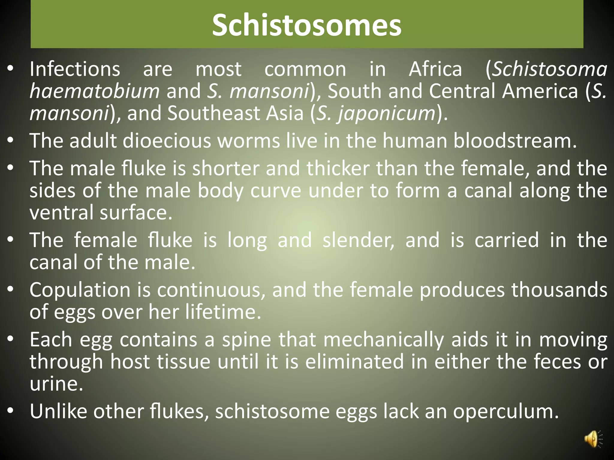 Schistosomes
• Infections are most common in Africa (Schistosoma
haematobium and S. mansoni), South and Central America (S.
mansoni), and Southeast Asia (S. japonicum).
• The adult dioecious worms live in the human bloodstream.
• The male ﬂuke is shorter and thicker than the female, and the
sides of the male body curve under to form a canal along the
ventral surface.
• The female ﬂuke is long and slender, and is carried in the
canal of the male.
• Copulation is continuous, and the female produces thousands
of eggs over her lifetime.
• Each egg contains a spine that mechanically aids it in moving
through host tissue until it is eliminated in either the feces or
urine.
• Unlike other ﬂukes, schistosome eggs lack an operculum.
 