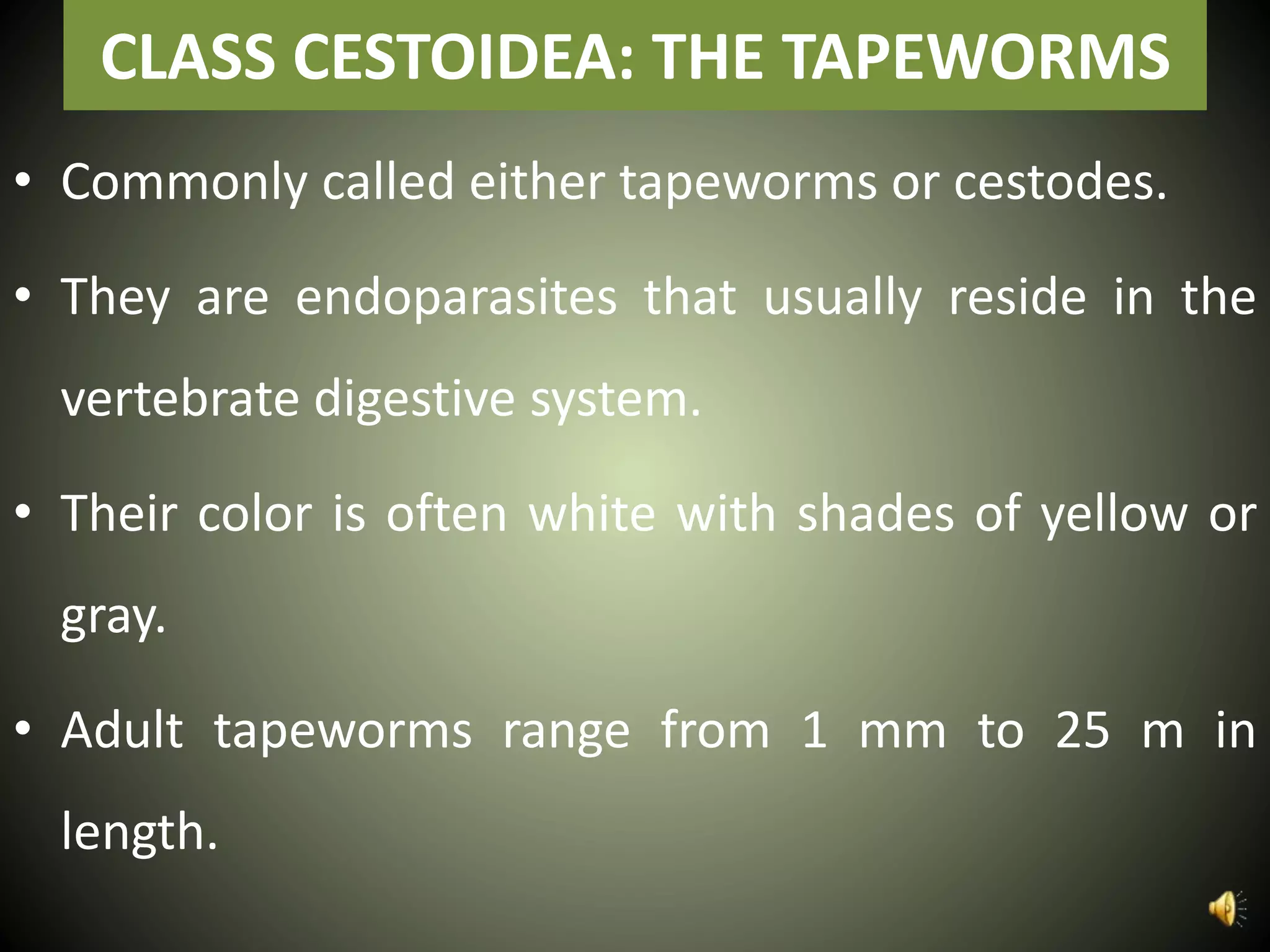 CLASS CESTOIDEA: THE TAPEWORMS
• Commonly called either tapeworms or cestodes.
• They are endoparasites that usually reside in the
vertebrate digestive system.
• Their color is often white with shades of yellow or
gray.
• Adult tapeworms range from 1 mm to 25 m in
length.
 