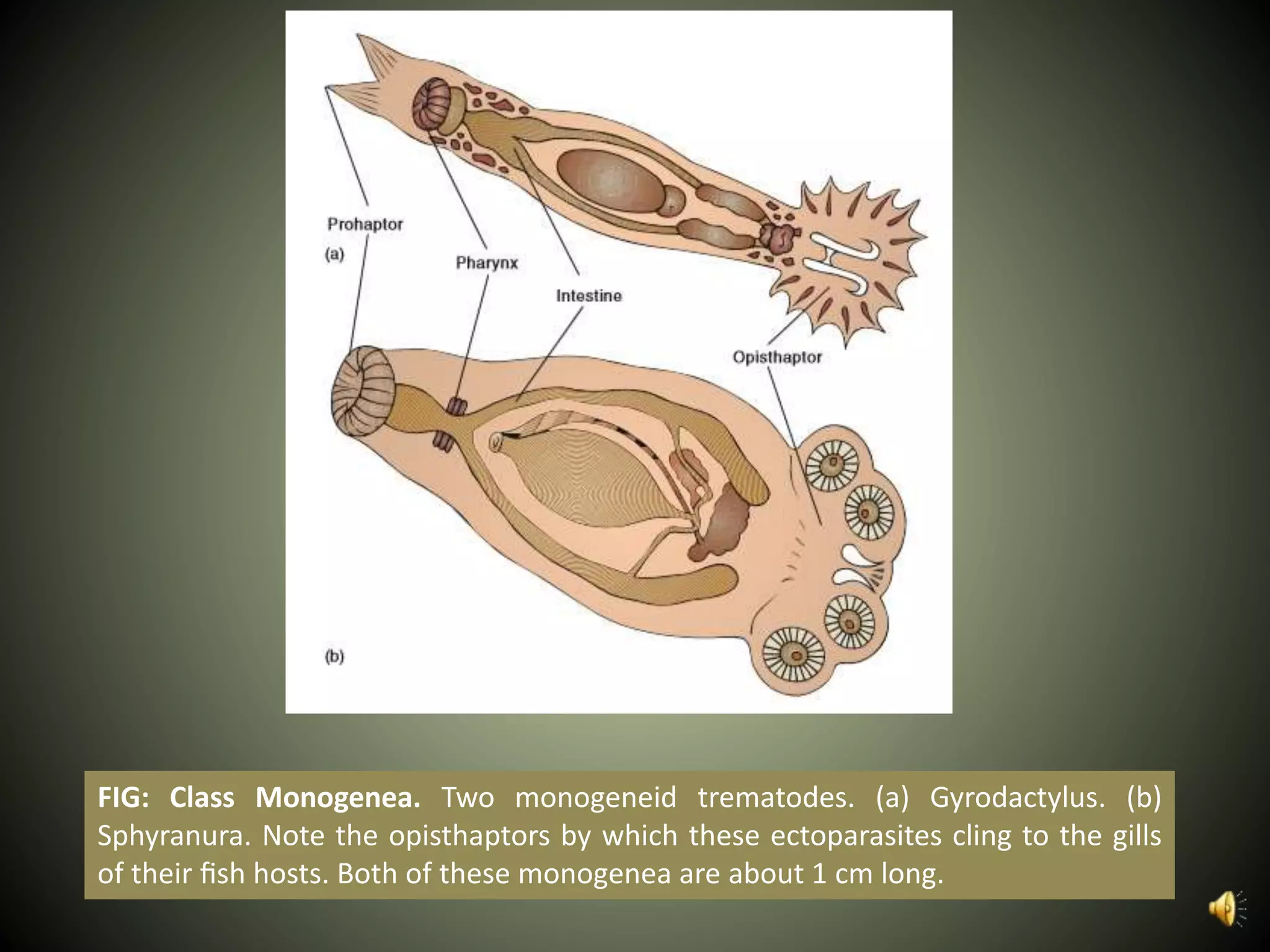 FIG: Class Monogenea. Two monogeneid trematodes. (a) Gyrodactylus. (b)
Sphyranura. Note the opisthaptors by which these ectoparasites cling to the gills
of their ﬁsh hosts. Both of these monogenea are about 1 cm long.
 