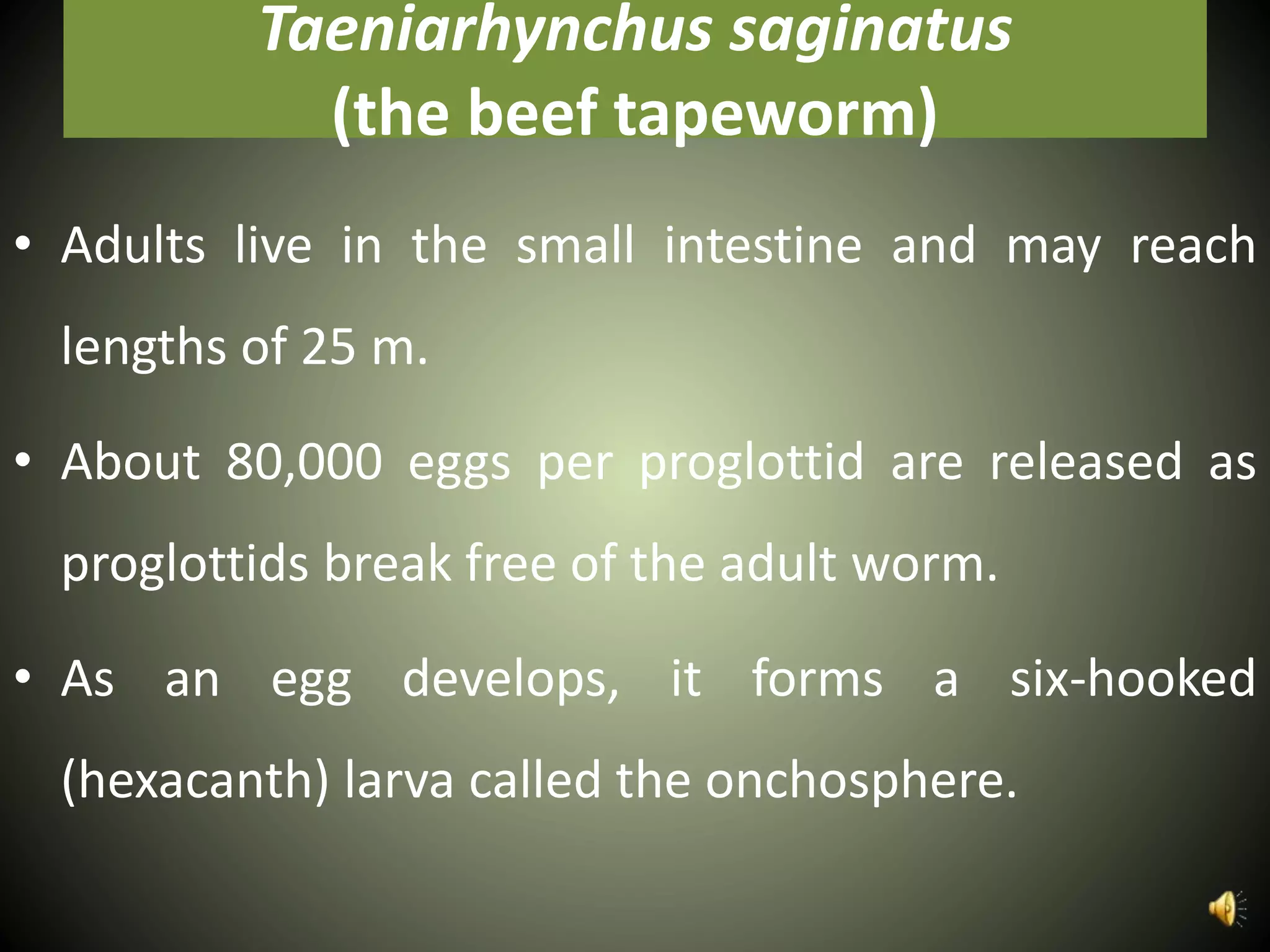 Taeniarhynchus saginatus
(the beef tapeworm)
• Adults live in the small intestine and may reach
lengths of 25 m.
• About 80,000 eggs per proglottid are released as
proglottids break free of the adult worm.
• As an egg develops, it forms a six-hooked
(hexacanth) larva called the onchosphere.
 