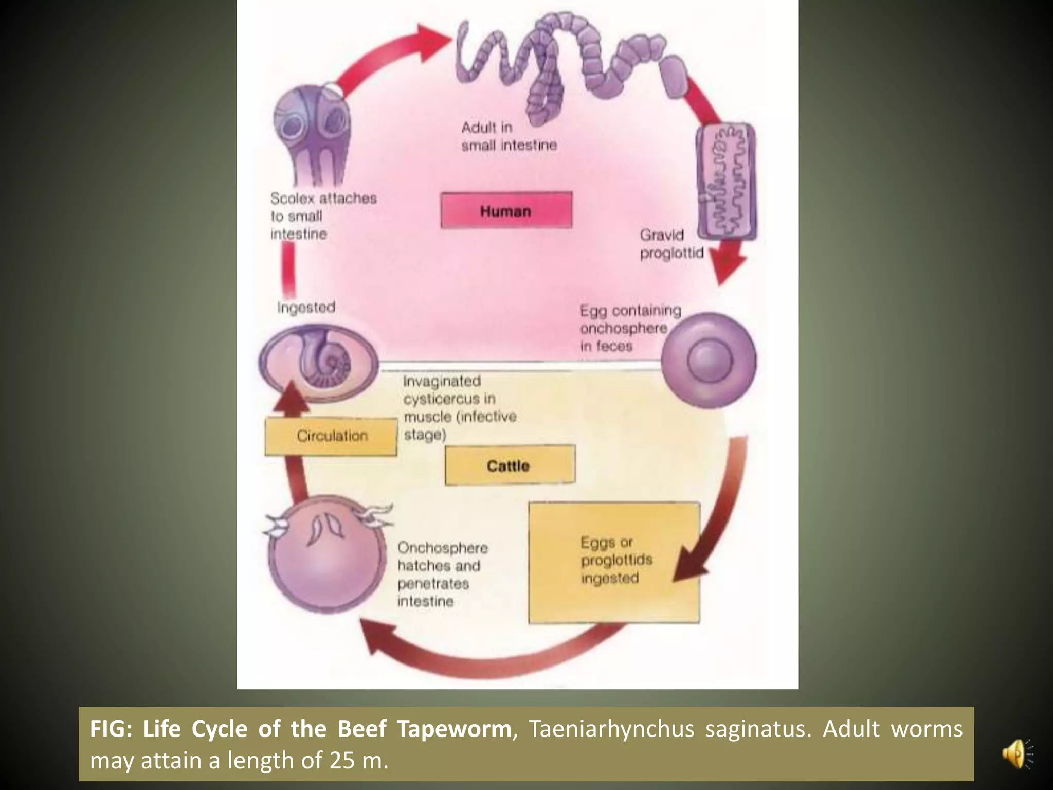 FIG: Life Cycle of the Beef Tapeworm, Taeniarhynchus saginatus. Adult worms
may attain a length of 25 m.
 