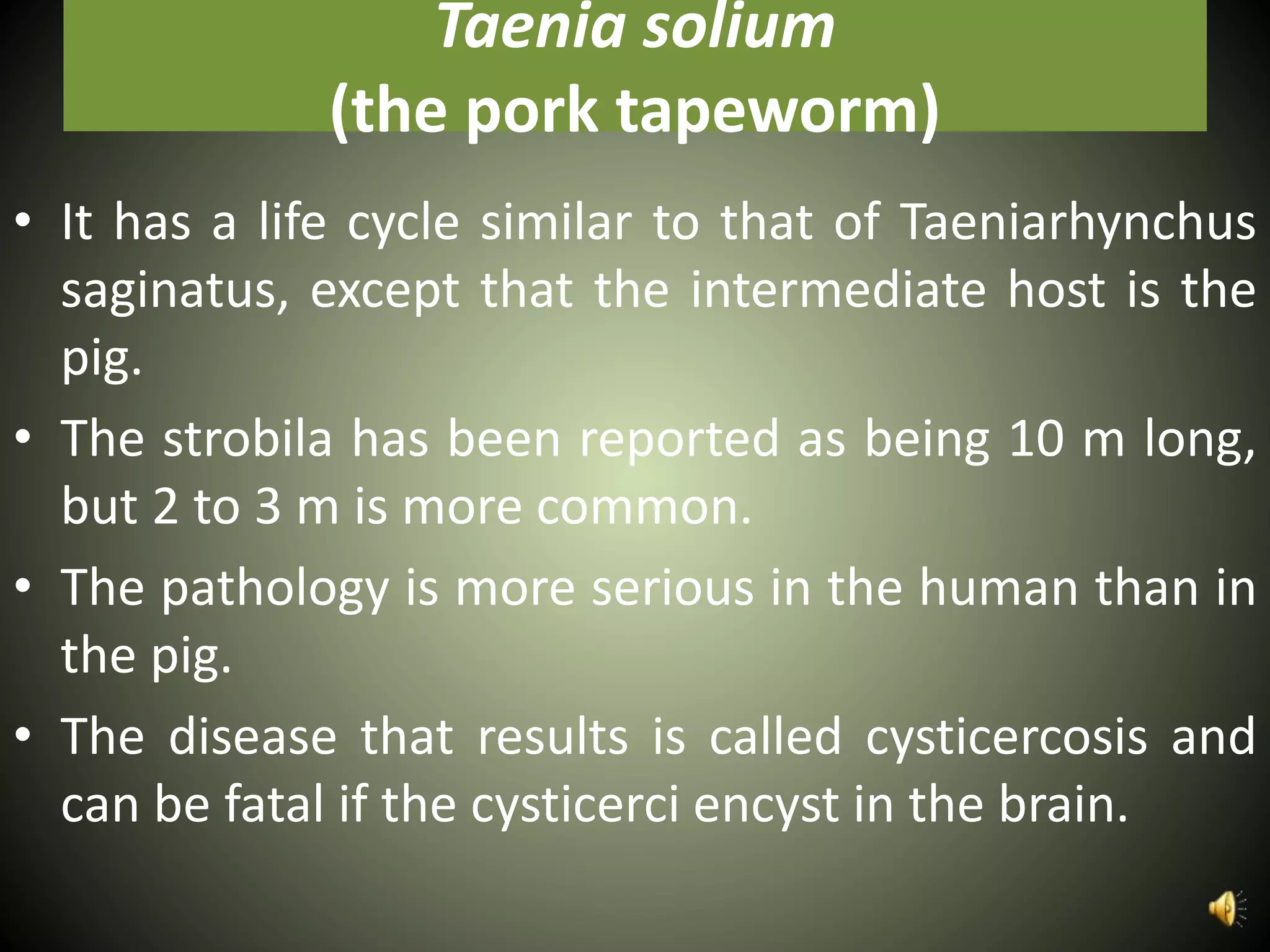 Taenia solium
(the pork tapeworm)
• It has a life cycle similar to that of Taeniarhynchus
saginatus, except that the intermediate host is the
pig.
• The strobila has been reported as being 10 m long,
but 2 to 3 m is more common.
• The pathology is more serious in the human than in
the pig.
• The disease that results is called cysticercosis and
can be fatal if the cysticerci encyst in the brain.
 