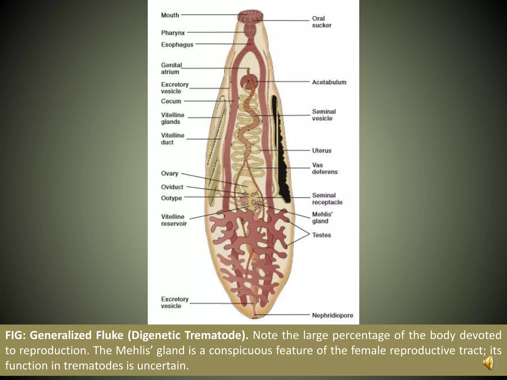 FIG: Generalized Fluke (Digenetic Trematode). Note the large percentage of the body devoted
to reproduction. The Mehlis’ gland is a conspicuous feature of the female reproductive tract; its
function in trematodes is uncertain.
 