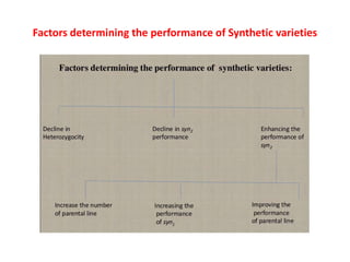 Factors determining the performance of Synthetic varieties
 