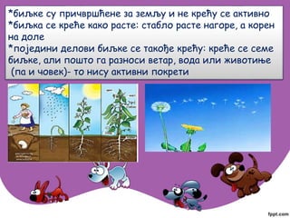 *биљке су причвршћене за земљу и не крећу се активно
*биљка се креће како расте: стабло расте нагоре, а корен
на доле
*поједини делови биљке се такође крећу: креће се семе
биљке, али пошто га разноси ветар, вода или животиње
(па и човек)- то нису активни покрети
 
