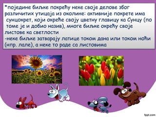 *поједине биљке покрећу неке своје делове због
различитих утицаја из околине: активније покрете има
сунцокрет, који окреће своју цветну главицу ка Сунцу (по
томе је и добио назив), многе биљке окрећу своје
листове ка светлости
-неке биљке затварају латице током дана или током ноћи
(нпр. лале), а неке то раде са листовима
 