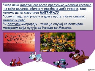 *када нека животињска врста предузима масовно кретање
на веће даљине, обично у одређено доба године, тада
кажемо да те животиње МИГРИРАЈУ
*осим птица, мигрирају и друге врсте, попут слепих
мишева и риба
*и лептири мигрирају - такав је случај са лептиром
монархом који путује од Канаде до Мексика.
 