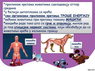 *приликом кретања животиње савладавају отпор
средине
*у ћелији цитоплазма се креће
*сви организми приликом кретања ТРОШЕ ЕНЕРГИЈУ
*већини животиња при кретању помажу МИШИЋИ
*мишићи раде тако што се грче и опружају, њихов рад
је под утицајем нервног система, који обезбеђује да се
животиња креће у жељеном правцу
мишићи
човека мишићи
пса
 