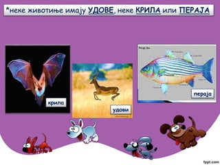 *неке животиње имају УДОВЕ, неке КРИЛА или ПЕРАЈА
крила
пераја
удови
 