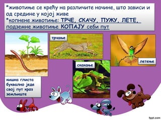 *животиње се крећу на различите начине, што зависи и
од средине у којој живе
*копнене животиње: ТРЧЕ, СКАЧУ, ПУЖУ, ЛЕТЕ,
подземне животиње КОПАЈУ себи пут
кишна глиста
буквално једе
свој пут кроз
земљиште
трчање
летење
скакање
 