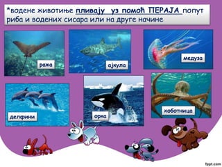 *водене животиње пливају уз помоћ ПЕРАЈА попут
риба и водених сисара или на друге начине
орка
ража ајкула
медуза
хоботница
делфини
 
