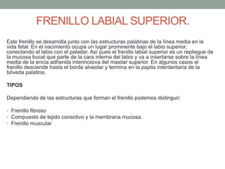 FRENILLO LABIAL SUPERIOR.
Este frenillo se desarrolla junto con las estructuras palatinas de la línea media en la
vida fetal. En el nacimiento ocupa un lugar prominente bajo el labio superior,
conectando el labio con el paladar. Así pues el frenillo labial superior es un repliegue de
la mucosa bucal que parte de la cara interna del labio y va a insertarse sobre la línea
media de la encía adherida interincisiva del maxilar superior. En algunos casos el
frenillo desciende hasta el borde alveolar y termina en la papila interdentaria de la
bóveda palatina.
TIPOS
Dependiendo de las estructuras que forman el frenillo podemos distinguir:
• Frenillo fibroso
• Compuesto de tejido conectivo y la membrana mucosa.
• Frenillo muscular
 