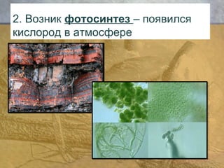 2. Возник фотосинтез – появился 
кислород в атмосфере 
 