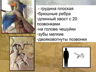 - грудина плоская 
-брюшные ребра 
-длинный хвост с 20 
позвонками 
-на голове чешуйки 
-зубы мелкие 
-двояковогнуты позвонки 
 