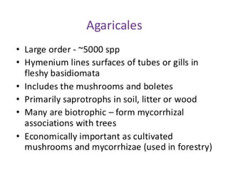 18. Agaricus.pdf