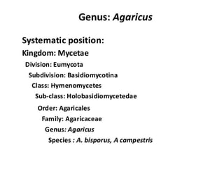 18. Agaricus.pdf