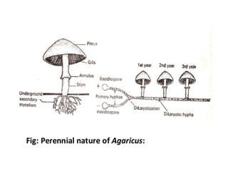 18. Agaricus.pdf