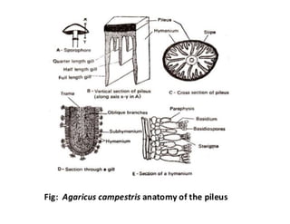 18. Agaricus.pdf