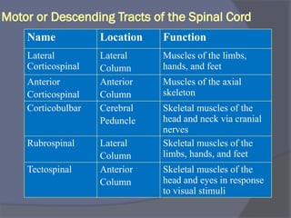 Motor or Descending Tracts of the Spinal Cord
Name Location Function
Lateral
Corticospinal
Lateral
Column
Muscles of the limbs,
hands, and feet
Anterior
Corticospinal
Anterior
Column
Muscles of the axial
skeleton
Corticobulbar Cerebral
Peduncle
Skeletal muscles of the
head and neck via cranial
nerves
Rubrospinal Lateral
Column
Skeletal muscles of the
limbs, hands, and feet
Tectospinal Anterior
Column
Skeletal muscles of the
head and eyes in response
to visual stimuli
 