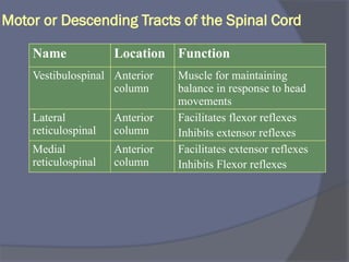 Motor or Descending Tracts of the Spinal Cord
Name Location Function
Vestibulospinal Anterior
column
Muscle for maintaining
balance in response to head
movements
Lateral
reticulospinal
Anterior
column
Facilitates flexor reflexes
Inhibits extensor reflexes
Medial
reticulospinal
Anterior
column
Facilitates extensor reflexes
Inhibits Flexor reflexes
 