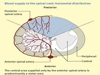 Blood supply of Spinal cord
 