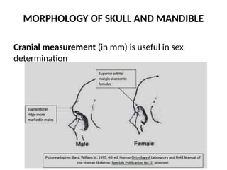 MORPHOLOGY OF SKULL AND MANDIBLE
Cranial measurement (in mm) is useful in sex
determination
 