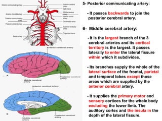 02 blood supply of brain, circle of Willis | PPT