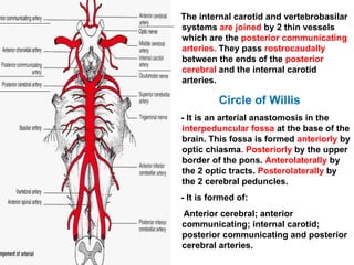 02 blood supply of brain, circle of Willis | PPT