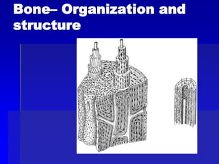 Comprehensive Overview of Bone and Joint Anatomy, Growth, Disorders ...