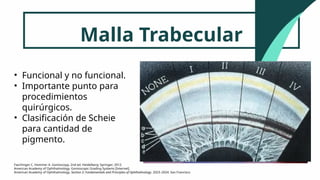 Scheie Classification System Anatomía en Glaucomaaaaaaaaaaaaaaaaaaaaaaa | PPTX