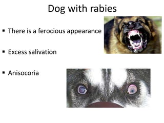 18-ANIMAL-BITE medical guideline pdf.ppt