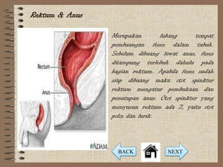 Rektum & Anus

                Merupakan        lubang     tempat
                pembuangan feses dalam tubuh.
                Sebelum dibuang lewat anus, feses
                ditampung terlebuh dahulu pada
                bagian rektum. Apabila feses sudah
                siap dibuang maka otot spinkter
                rektum mengatur pembukaan dan
                penutupan anus. Otot spinkter yang
                menyusun rektum ada 2, yaitu otot
                polos dan lurik.



                  BACK            NEXT
 