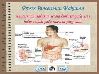Proses Pencernaan Makanan
Pencernaan makanan secara kimiawi pada usus
    halus terjadi pada suasana yang basa.




            BACK         NEXT
 