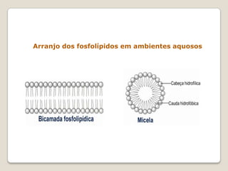 Arranjo dos fosfolípidos em ambientes aquosos
 