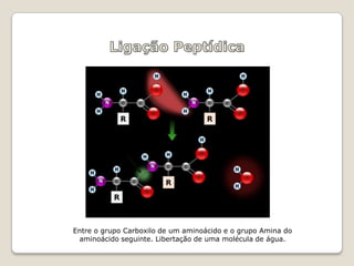 Entre o grupo Carboxilo de um aminoácido e o grupo Amina do
 aminoácido seguinte. Libertação de uma molécula de água.
 