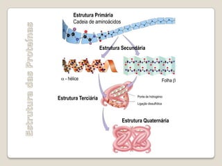 Estrutura Primária
       Cadeia de aminoácidos



                      Estrutura Secundária




   - hélice                                              Folha


                                      Ponte de hidrogénio
Estrutura Terciária
                                      Ligação dissulfídica




                               Estrutura Quaternária
 