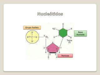 Grupo fosfato

                           Base
                          Azotada




                Pentose
 
