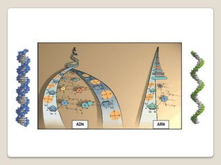 ADN   ARN
 