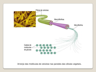 Arranjo das moléculas de celulose nas paredes das células vegetais.
 