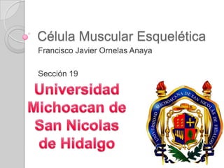 Célula Muscular Esquelética
Francisco Javier Ornelas Anaya

Sección 19
 