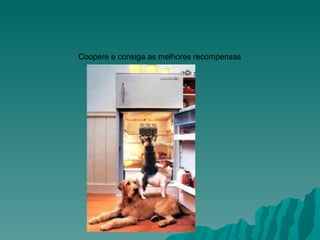 Coopere e consiga as melhores recompensas                                            