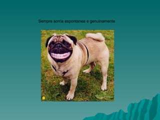 Sempre sorria espontanea e genuinamente                                                                   