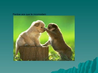 Perdoe aos que te incomodam                                                                                                 