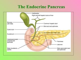 The Endocrine Pancreas 