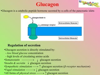 Glucagon Glucagon is a catabolic peptide hormone secreted by  α cells of the  pancreatic islets Regulation of secretion Glucagon secretion is directly stimulated by: -  low blood glucose  concentration - high levels of circulating amino acids Somatostatin   glucagon secretion Insulin & secretin   glucagon secretion Sympathetic stimulation   glucagon secretion ( ß-receptor mechanism ) Vagal stimulation   glucagon secretion All forms of  physical stress   glucagon secretion 