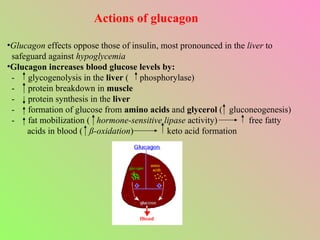 Actions of glucagon Glucagon  effects oppose those of insulin, most pronounced in the  liver  to safeguard against  hypoglycemia Glucagon increases blood glucose levels by: -  glycogenolysis in the  liver  (  phosphorylase) -  protein breakdown in  muscle -  protein synthesis in the  liver -  formation of glucose from  amino acids  and  glycerol  (  gluconeogenesis) -  fat mobilization (  hormone-sensitive lipase  activity)  free fatty acids in blood (  ß-oxidation )  keto acid formation 