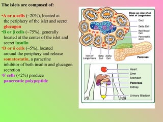The islets are composed of: A or  α cells  (~20%), located at the periphery of the islet and secret glucagon B or  β cells  (~75%), generally located at the center of the islet and secret  insulin D or  δ cells  (~5%), located around the periphery and release somatostatin , a paracrine inhibitor of both insulin and glucagon secretion F cells  (<2%) produce pancreatic polypeptide 