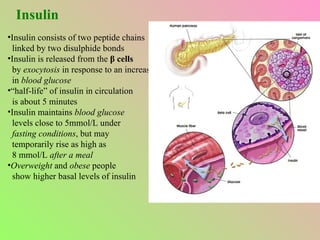 Insulin Insulin consists of two peptide chains linked by two disulphide bonds Insulin is released from the  β cells by  exocytosis  in response to an increase in   blood glucose “ half-life” of insulin in circulation is about 5 minutes Insulin maintains  blood glucose levels close to 5mmol/L under fasting conditions , but may temporarily rise as high as 8 mmol/L  after a meal Overweight  and  obese  people show higher basal levels of insulin 