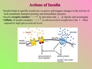 Actions of Insulin Insulin binds to specific  membrane receptors  and triggers changes in the activity of both membrane transport proteins and intracellular enzymes Insulin  receptor number   in starvation and  in obesity and acromegaly Affinity  of insulin receptors  in  adrenocortical insufficiency  but  when exposed to  high glucocorticoid levels 