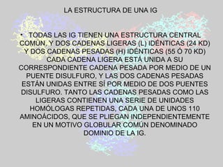 LA ESTRUCTURA DE UNA IG TODAS LAS IG TIENEN UNA ESTRUCTURA CENTRAL COMÚN, Y DOS CADENAS LIGERAS (L) IDÉNTICAS (24 KD) Y DOS CADENAS PESADAS (H) IDÉNTICAS (55 Ó 70 KD) CADA CADENA LIGERA ESTÁ UNIDA A SU CORRESPONDIENTE CADENA PESADA POR MEDIO DE UN PUENTE DISULFURO, Y LAS DOS CADENAS PESADAS ESTÁN UNIDAS ENTRE SÍ POR MEDIO DE DOS PUENTES DISULFURO. TANTO LAS CADENAS PESADAS COMO LAS LIGERAS CONTIENEN UNA SERIE DE UNIDADES HOMÓLOGAS REPETIDAS, CADA UNA DE UNOS 110 AMINOÁCIDOS, QUE SE PLIEGAN INDEPENDIENTEMENTE EN UN MOTIVO GLOBULAR COMÚN DENOMINADO DOMINIO DE LA IG. 